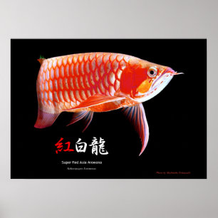 Poster Arowana asiatique (type rouge)