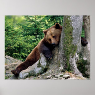Poster "ARRÊT IMPRESSION" de repos d'ours Brown