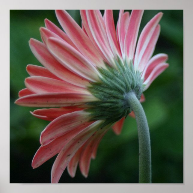 Poster Arrière de la marguerite rose (Devant)