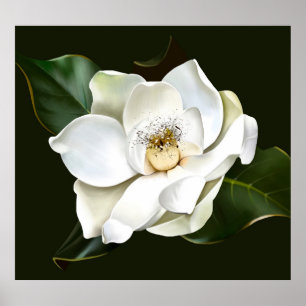 Poster Arrière - plan blanc Magnolia Closeup Vert