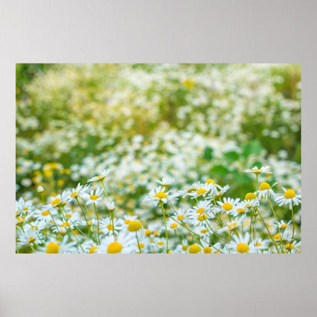 Poster Arrière - plan de fleurs champ de marguerites. alt (Devant)