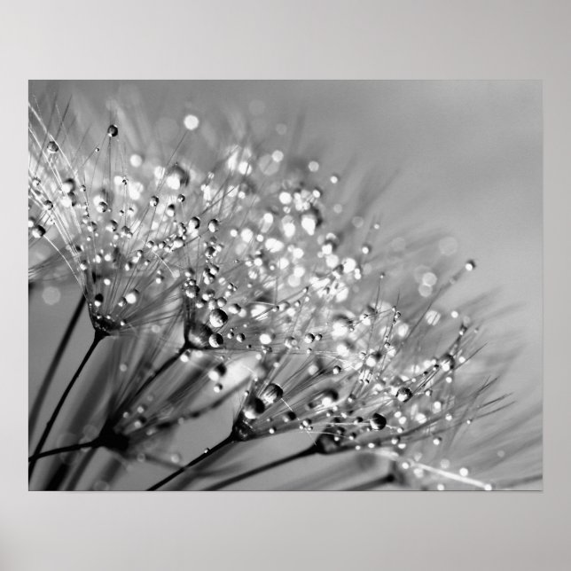 Poster Arrière - plan monochrome Dandelion Dew (Devant)