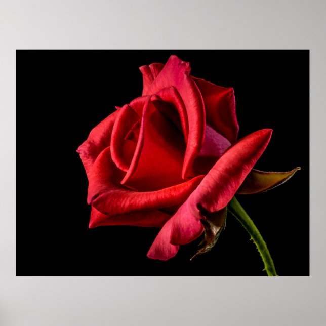 Poster Arrière - plan noir rose rouge (Devant)
