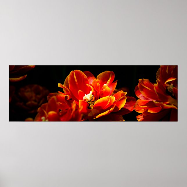 Poster Arrière - plan rouge tulipes foncé (Devant)
