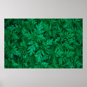 Poster Arrière - plan vert naturel de feuille vert abstra