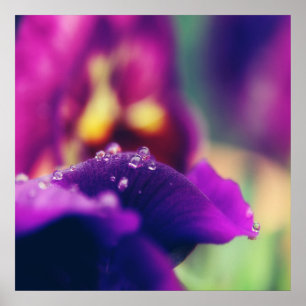 Poster Arrosage sur la fleur violette Macro pétale Abstra