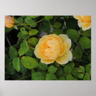 Poster Arrosage sur l'impression rose jaune