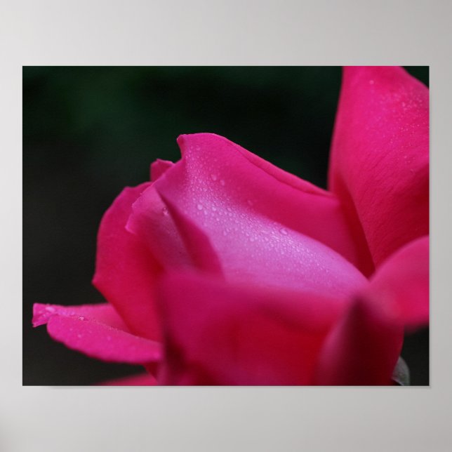 Poster Arrosage Sur Red Rosebud (Devant)
