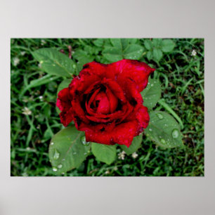 Poster Arrosage sur une rose rouge