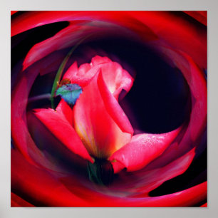 Poster Art Abstrait rose Rosebud