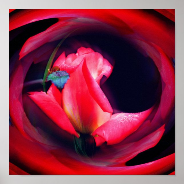 Poster Art Abstrait rose Rosebud (Devant)