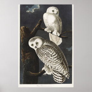 Poster Art ancien d'oiseau de nuit, Chouette blanche d'Au