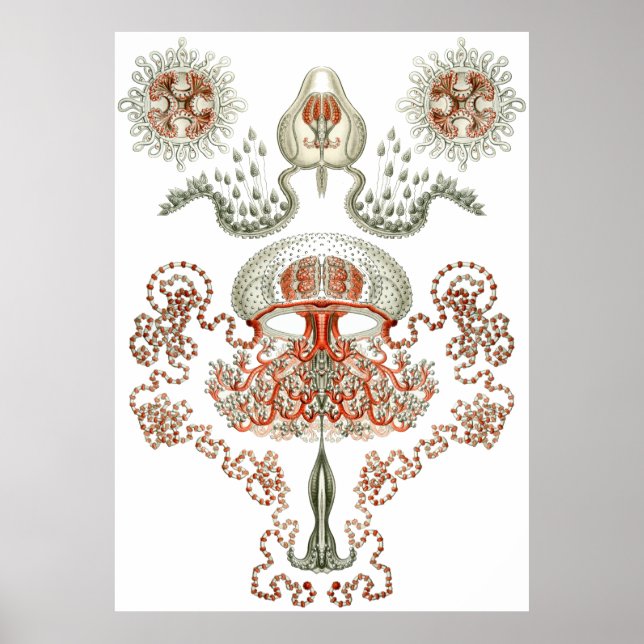 Poster Art aquatique ~ Jellyfish (Devant)