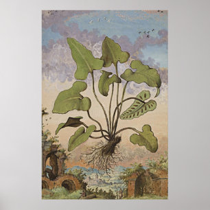 Poster Art Botanique Ancien Hémionite Fern