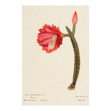 Art botanique de Cactus à fleurs rouges