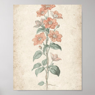 Poster Art botanique de la vigne de clématite corail
