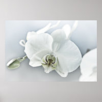 Art botanique de l'orchidée blanche élégante