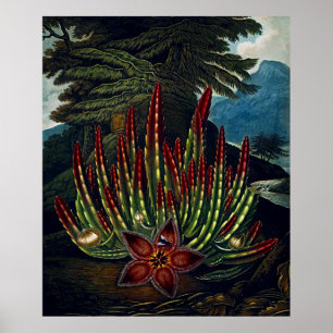 Poster Art Botanique Le Temple De Flora Stapedia