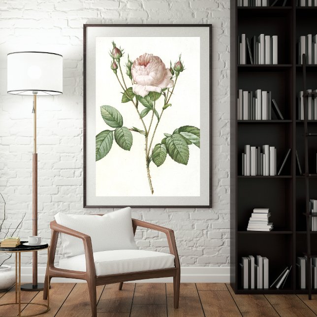 Poster Art Botanique Rose Blanc Charming Imprimer (Créateur téléchargé)