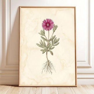 Poster Art botanique sur toile de Delosperma bohème
