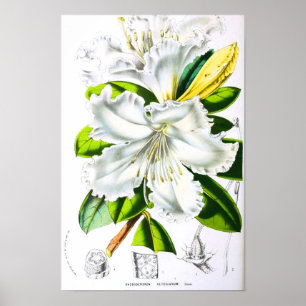 Poster Art botanique vintage