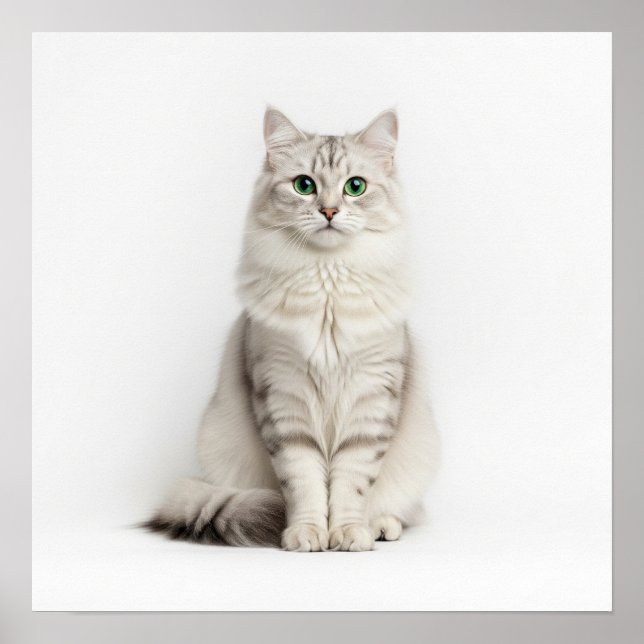 Poster Art Chat Sibérien (Devant)