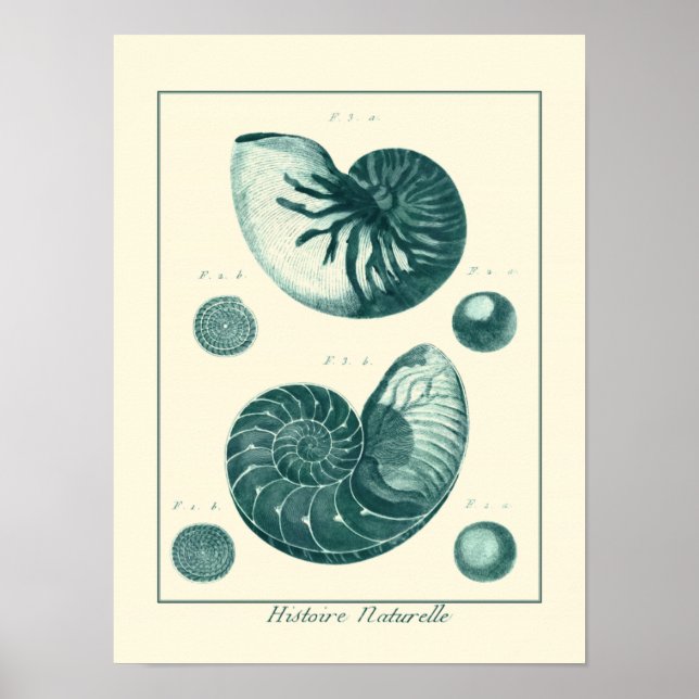 Poster Art de coquillage rouge et vert (Devant)