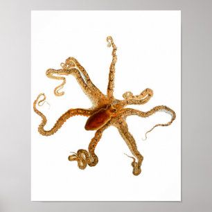 Poster Art de créature de mer de céphalopode de