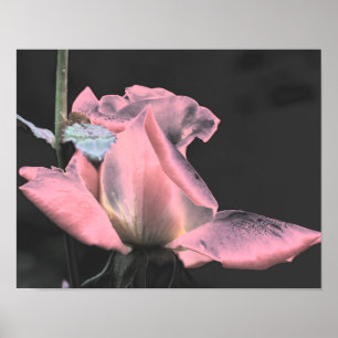 Poster Art de fleur abstraite Rosebud rose rose électriqu