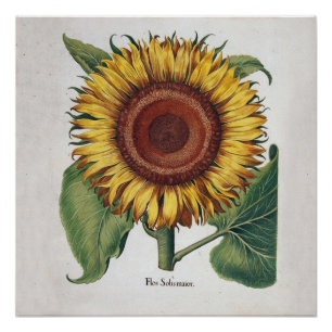 Poster Art de fleur de damas vintage tournesol