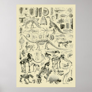 Poster Art de fossiles d'os de dinosaures vintage