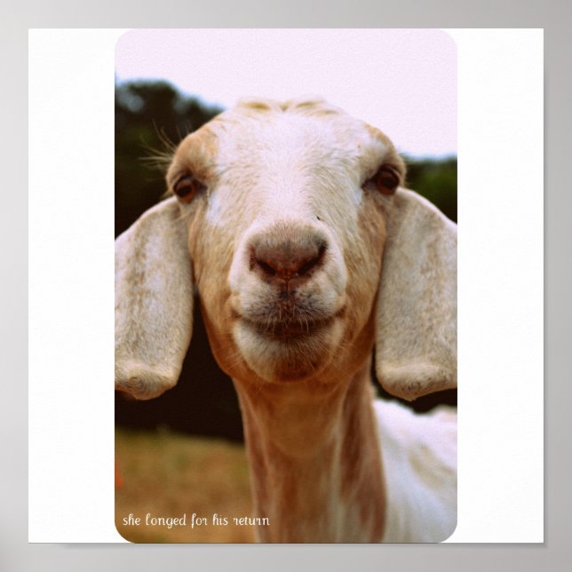 Poster Art de la chèvre (Devant)