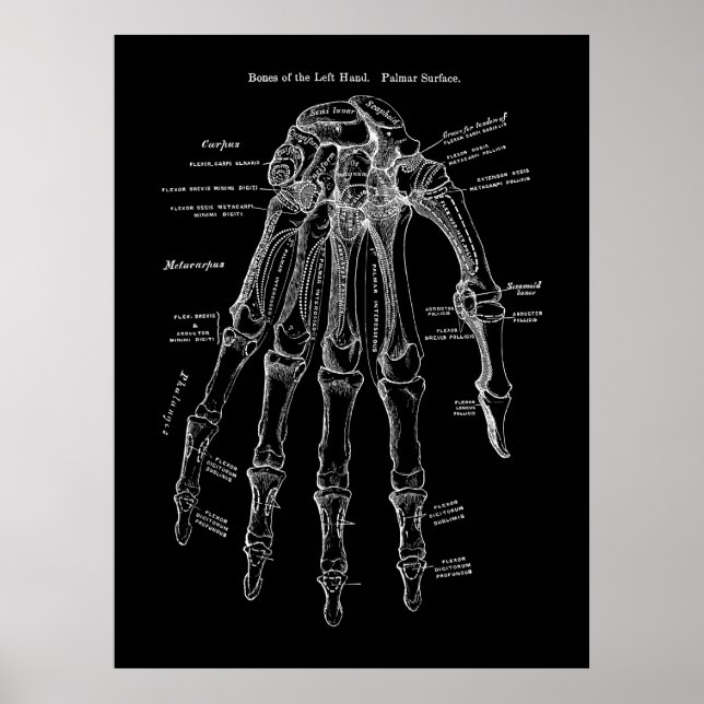 Poster Art de l'anatomie des os humains (Devant)