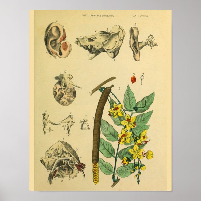 Poster Art de l'anatomie du Plante médical de l'oreille (Devant)