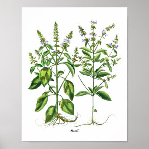 Poster Art de mur de décor de cuisine d'herbe de Basil