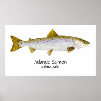 Poster Art de saumon atlantique
