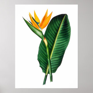 Poster Art Décor Oiseau du Paradis