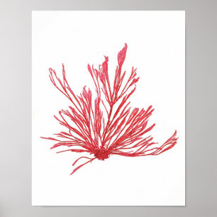 Poster Art des algues rouges Imprimer N° 1 Décor de plage