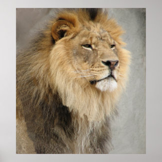 Poster art des lions