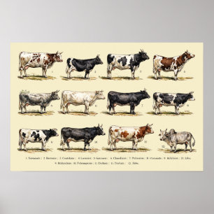 Poster Art des races bovines rétro