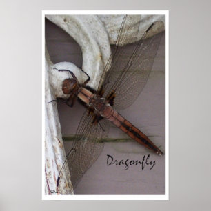 Poster Art Dragonfly