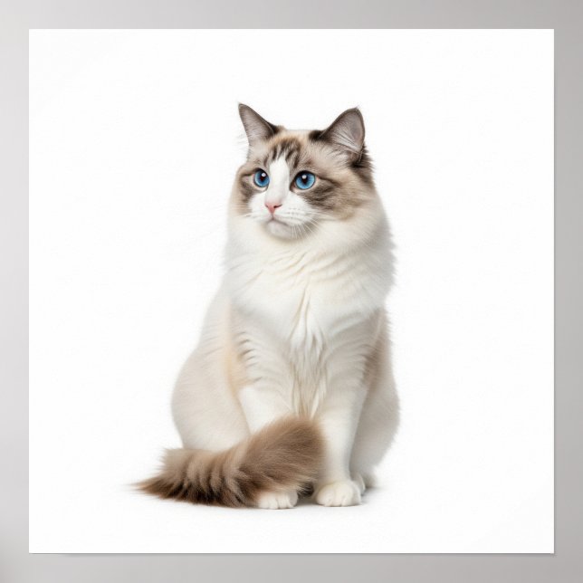Poster Art du chat Ragdoll (Devant)