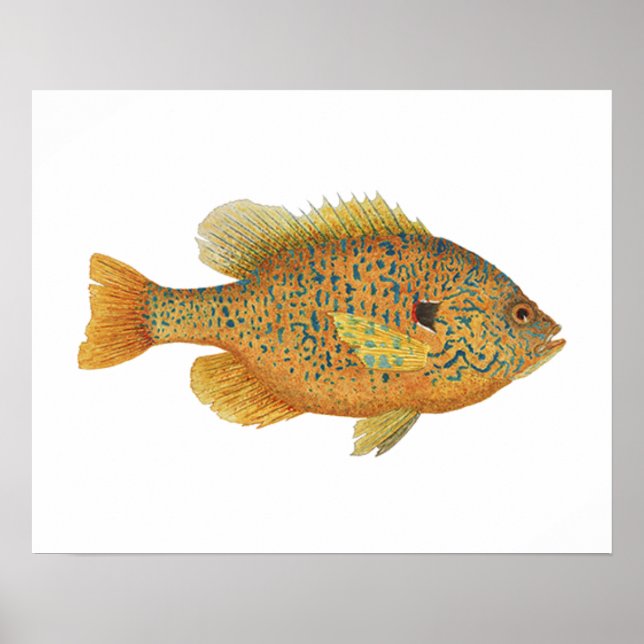 Poster Art du poisson-soleil de Pumpkinseed (Devant)