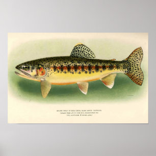 Poster Art du truite dorée vintage