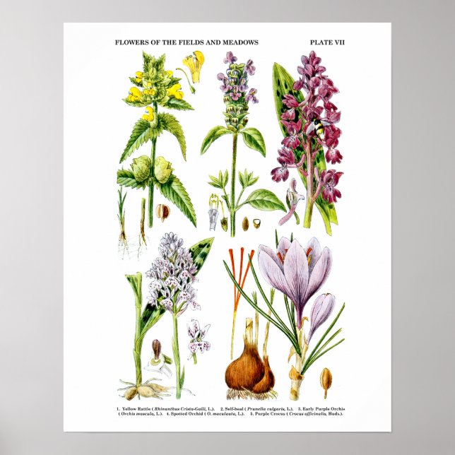 Poster Art Fleur sauvage anglais Imprimer no 10 Art botan (Devant)