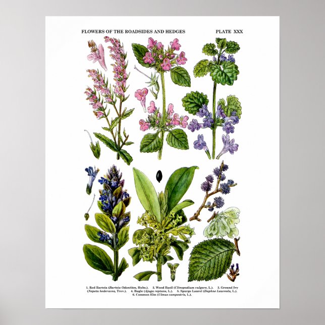 Poster Art Fleur sauvage anglais Imprimer no 8 Art botani (Devant)