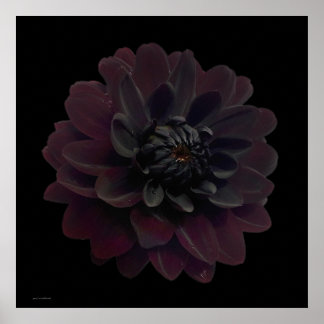 Poster Art floral moderne Pop Art noir Dahlia Fleur sur n