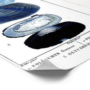 Poster art français botanique vintage de plage de