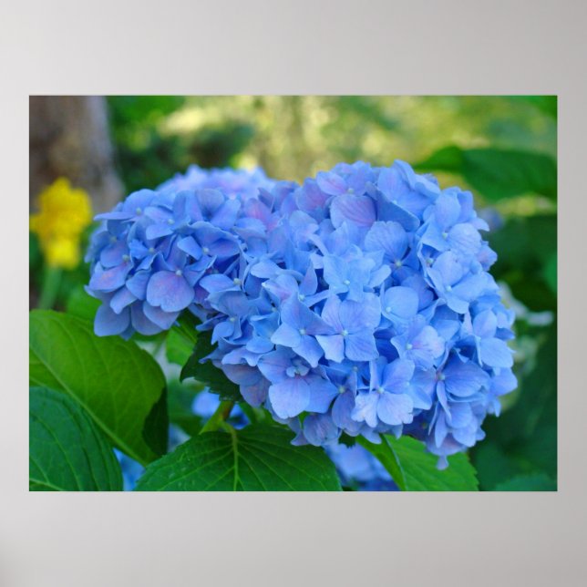 Poster Art Imprimer Cadeaux Blue Hydrangea Floral Garden (Devant)