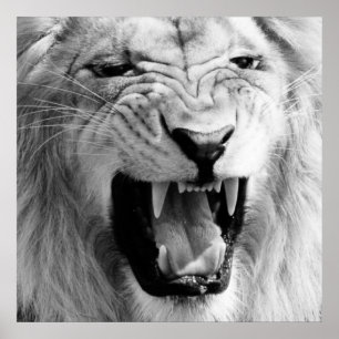 Poster Art Lion noir et blanc